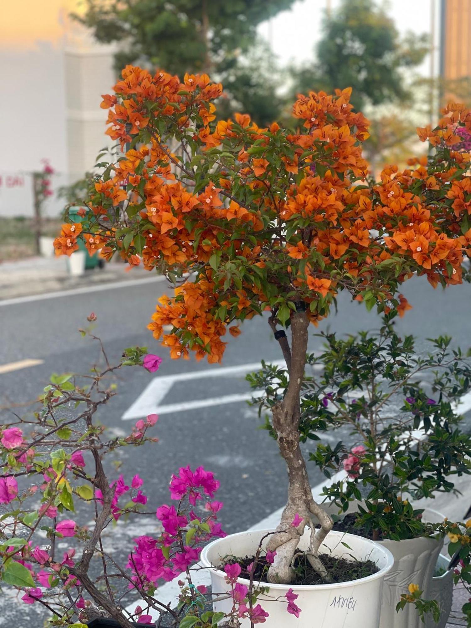 Moc Homestay- Near Bai Dai Beach Cam Lam 외부 사진