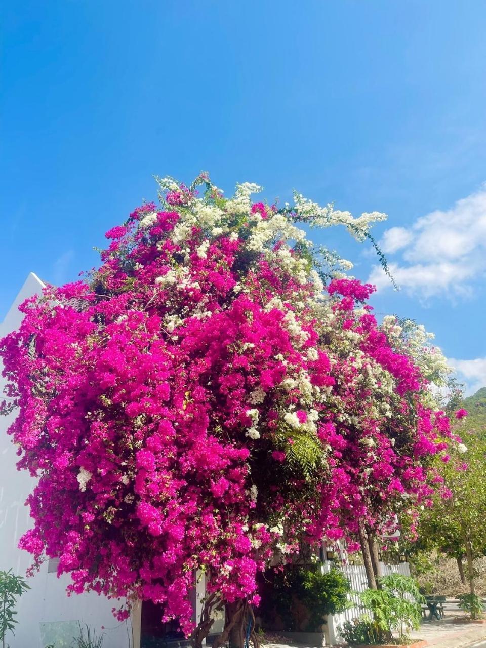 Moc Homestay- Near Bai Dai Beach Cam Lam 외부 사진